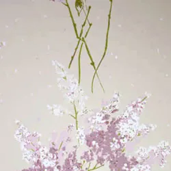 Обои для стен Nina Campbell Montacute NCW4067-02