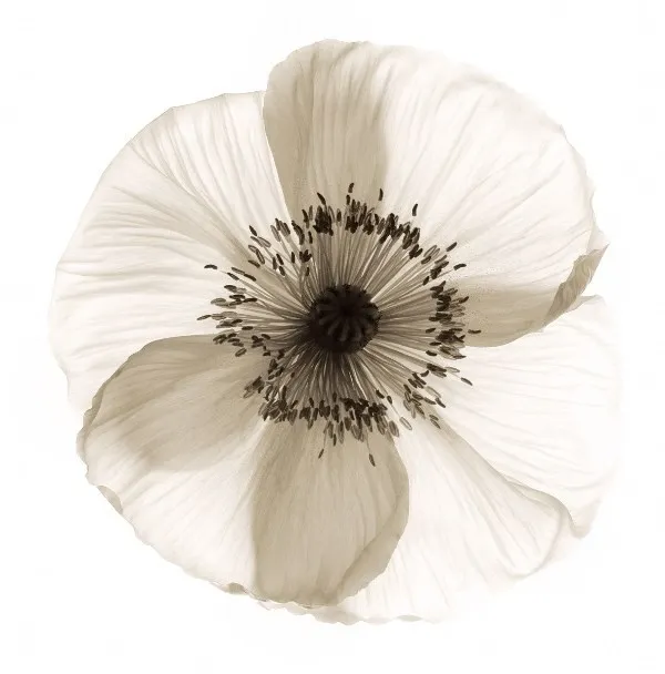 Обои для стен Wall&Deco Life POPPY