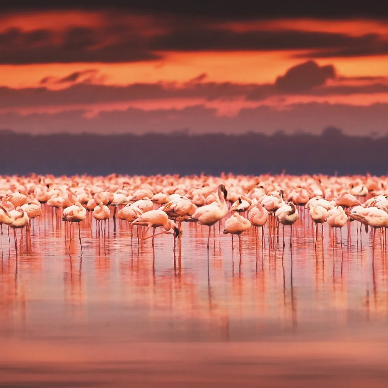 Обои для стен Caselio Duo 63033090