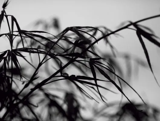 Обои для стен Mr Perswall Photo dm313-1