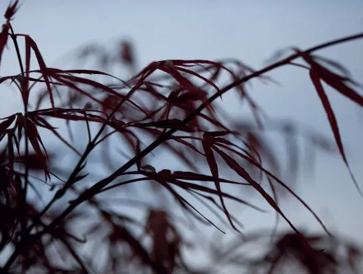 Обои для стен Mr Perswall Photo dm313-2