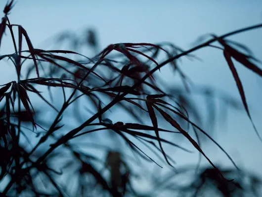 Обои для стен Mr Perswall Photo dm313-4