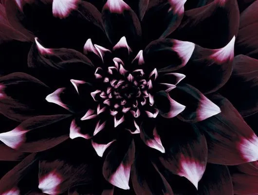 Обои для стен Mr Perswall Photo dm319-1