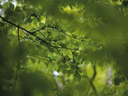 Обои для стен Mr Perswall Photo dm322-1