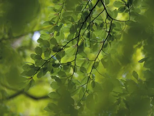 Обои для стен Mr Perswall Photo dm322-2