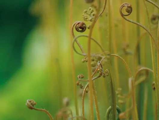 Обои для стен Mr Perswall Photo dm324-2