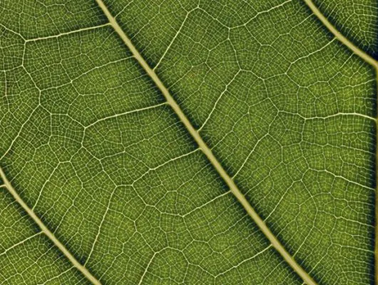 Обои для стен Mr Perswall Urban Nature p031501-4