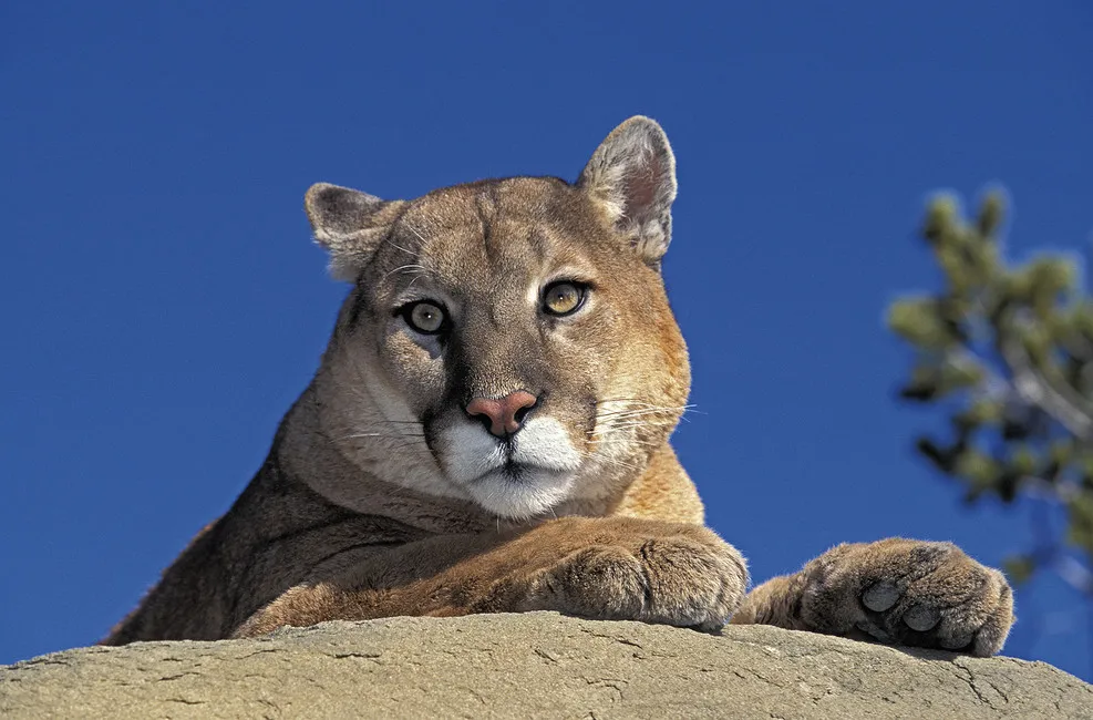 Обои для стен Photowall Животные cougar