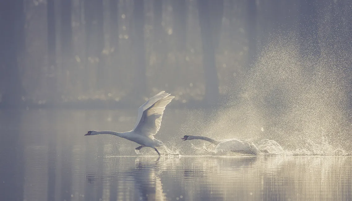 Обои для стен Photowall Животные departure