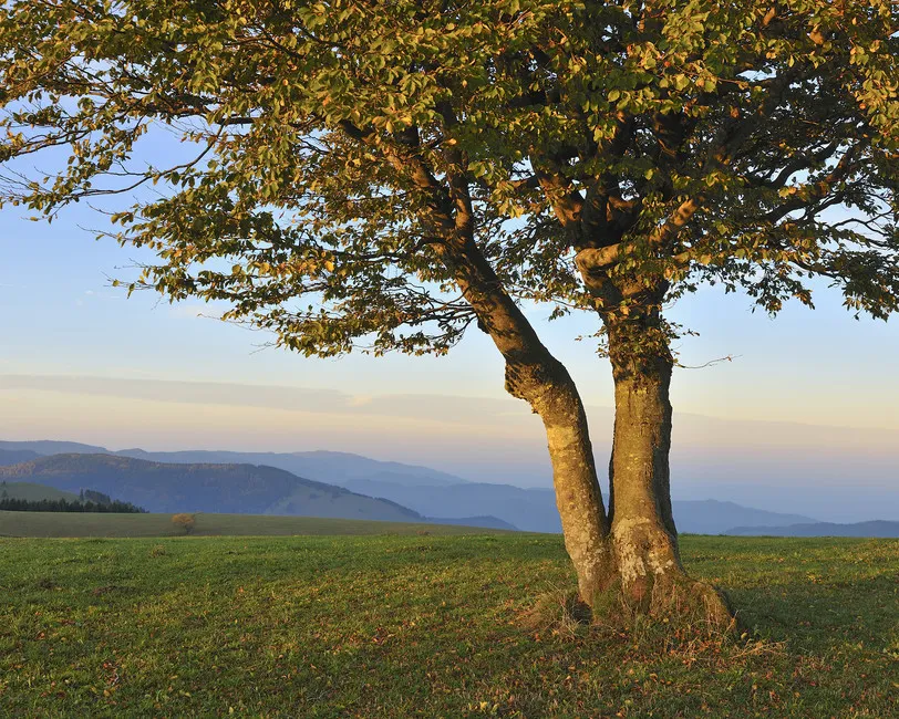Обои для стен Photowall Пейзажи beech-tree-in-black-forest