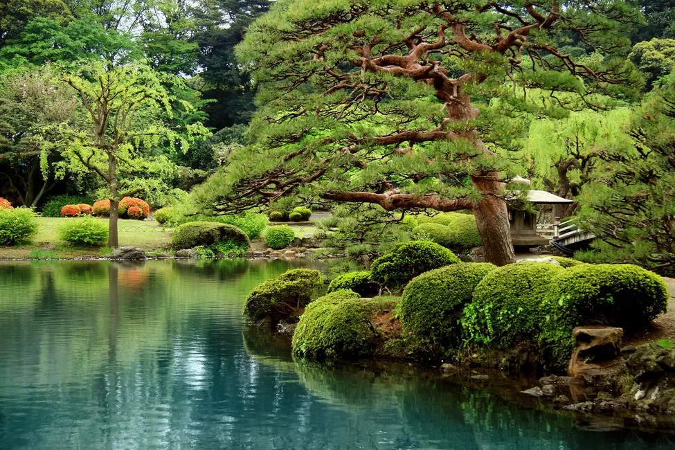Обои для стен Photowall Пейзажи calm-zen-lake-and-bonzai-trees-in-tokyo-garden