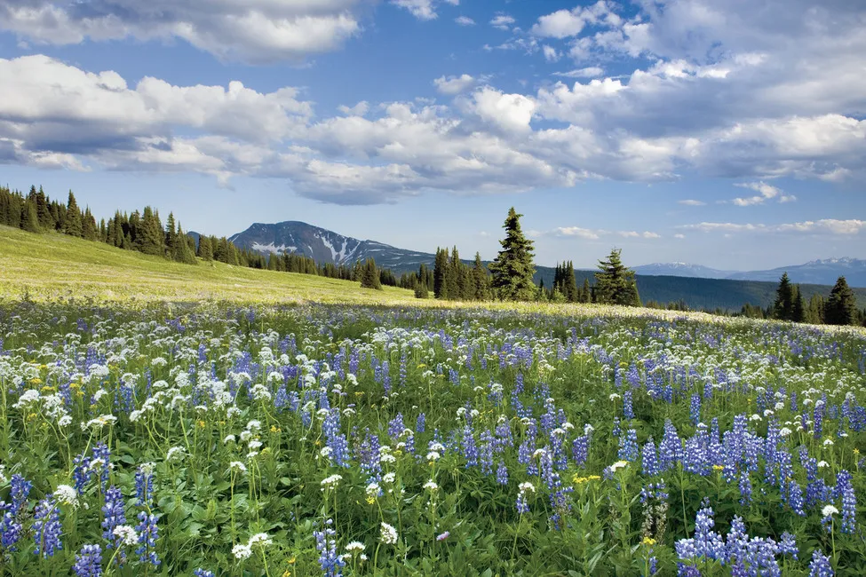 Обои для стен Photowall Пейзажи trophy-meadows