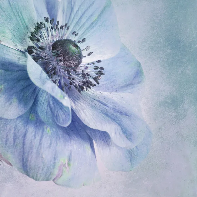 Обои для стен Photowall Природа beautiful-flower