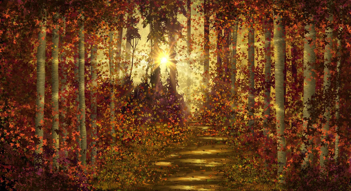 Обои для стен Photowall Природа forest-trails