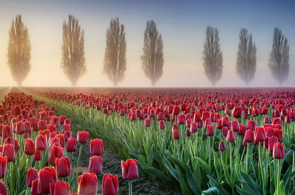 Обои для стен Photowall Природа misty-morning-in-tulip-field