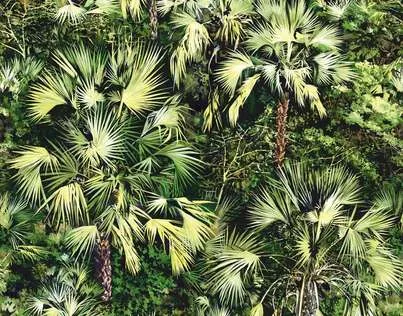 Обои для стен Pierre Frey Graminees 3 FP436002