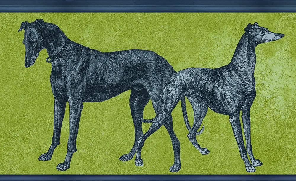 Обои для стен Tenue de Ville Ode Canis-yellow