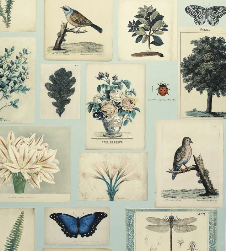 Обои для стен Designers Guild John Derian - Picture Book PJD6001-02