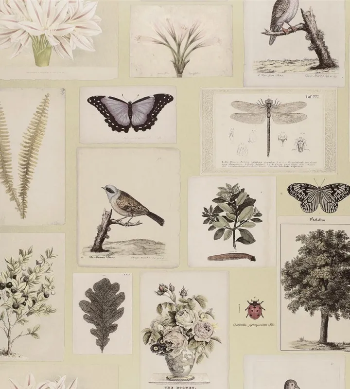 Обои для стен Designers Guild John Derian - Picture Book PJD6001-03