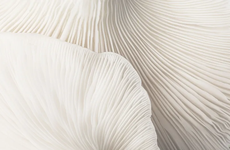 Обои для стен Mr Perswall Captured Reality 2 P291701-9