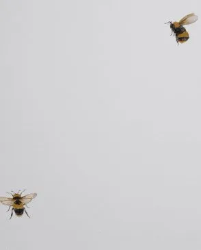 Обои для стен Andrea Rossi Cavolli 54419_1