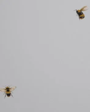 Обои для стен Andrea Rossi Cavolli 54419_2