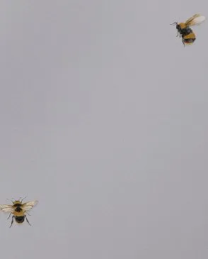 Обои для стен Andrea Rossi Cavolli 54419_3