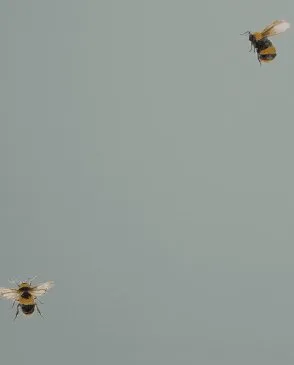 Обои для стен Andrea Rossi Cavolli 54419_7