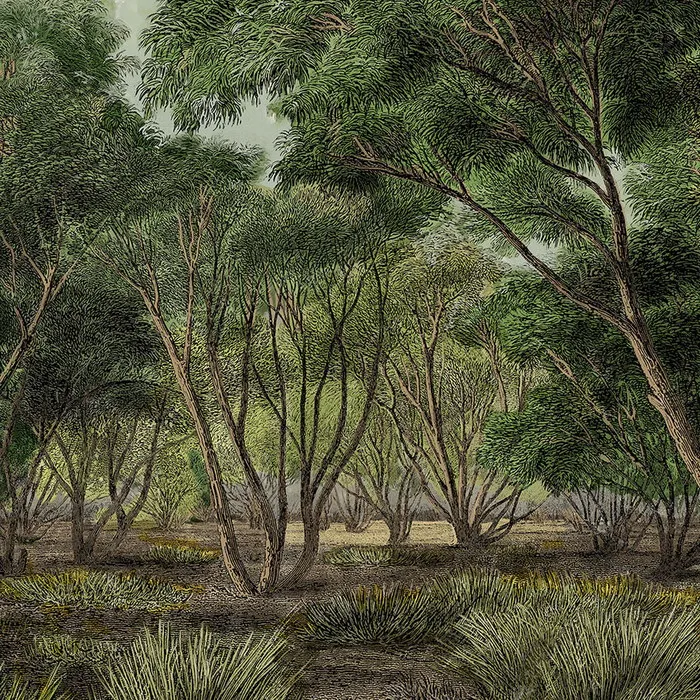 Обои для стен Faboie Whispering In The Jungle F-WJ6002